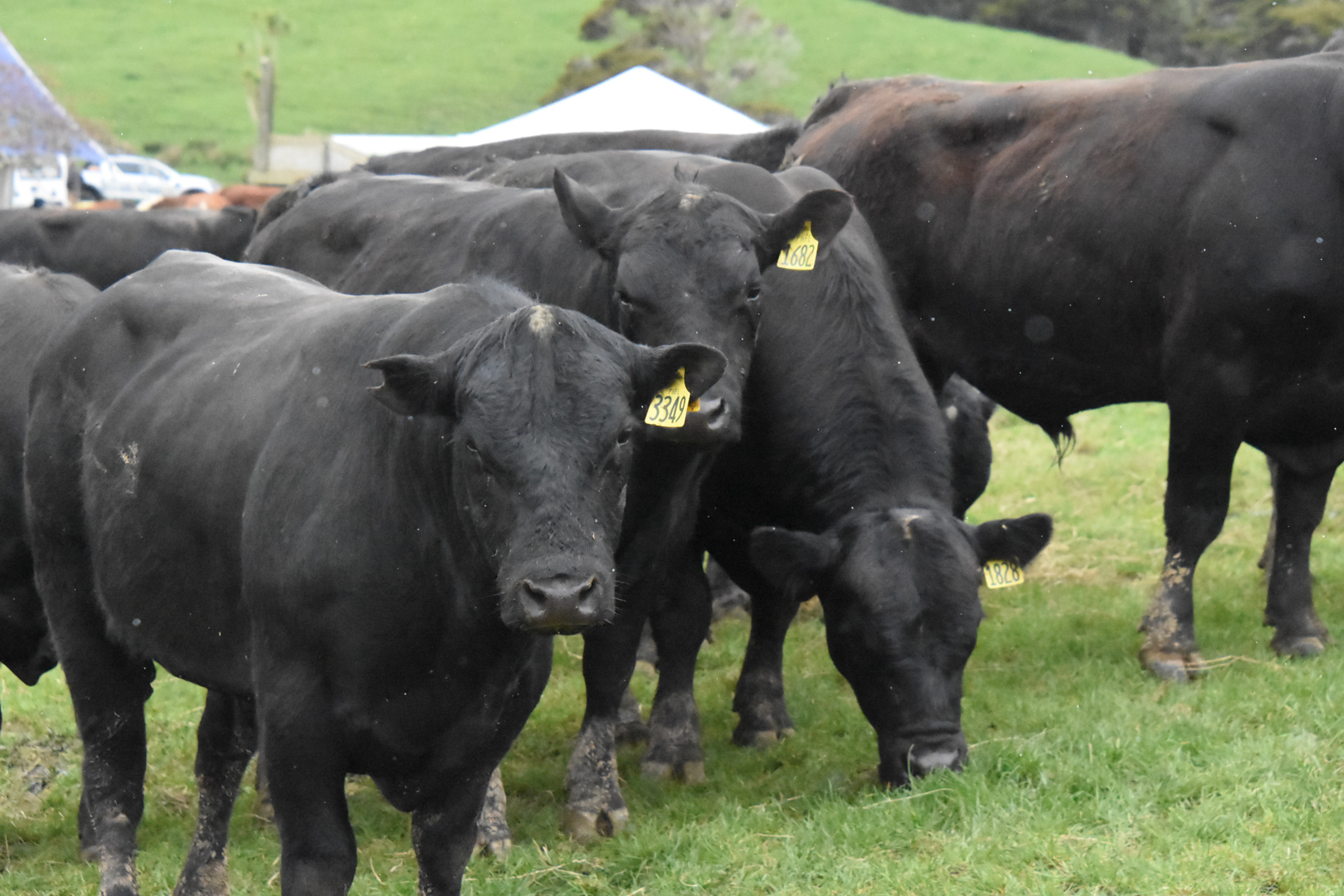 Yearling Angus Bull Sale Piquet Hill   DSC 0387 Scaled 1 